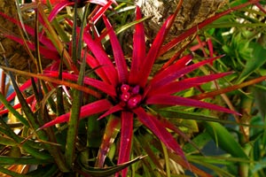 Aechmea recurvata var. benrathii